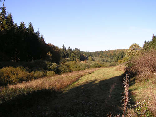 Das Naturschutzgebiet "Eicher Wald" im Tal der gerade entsprungenen Eder.